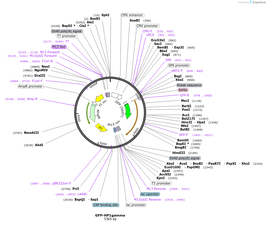 17650-plasmid-map-sequence-id-208665