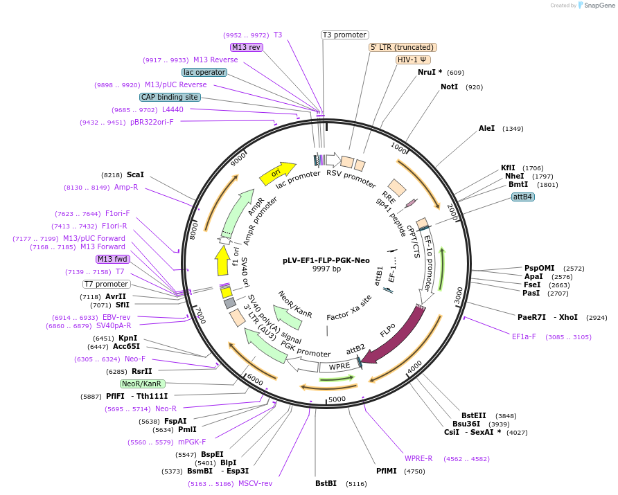 108544-plasmid-map-sequence-id-208673