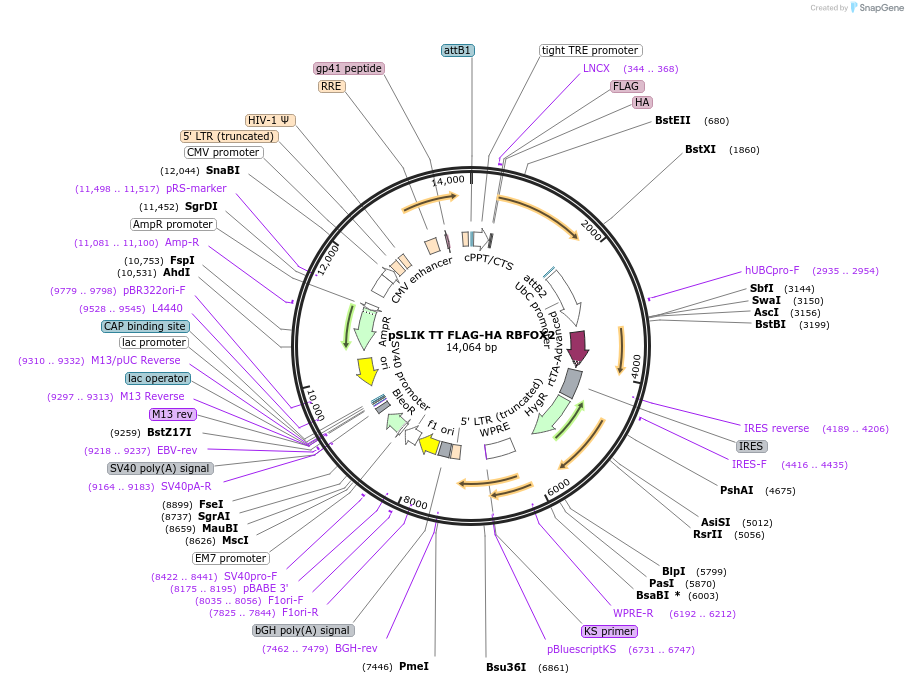 59769-plasmid-map-sequence-id-208701