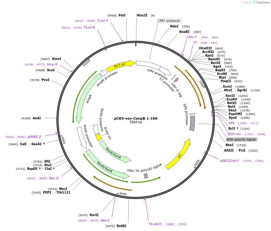 108474-plasmid-map-sequence-id-208705