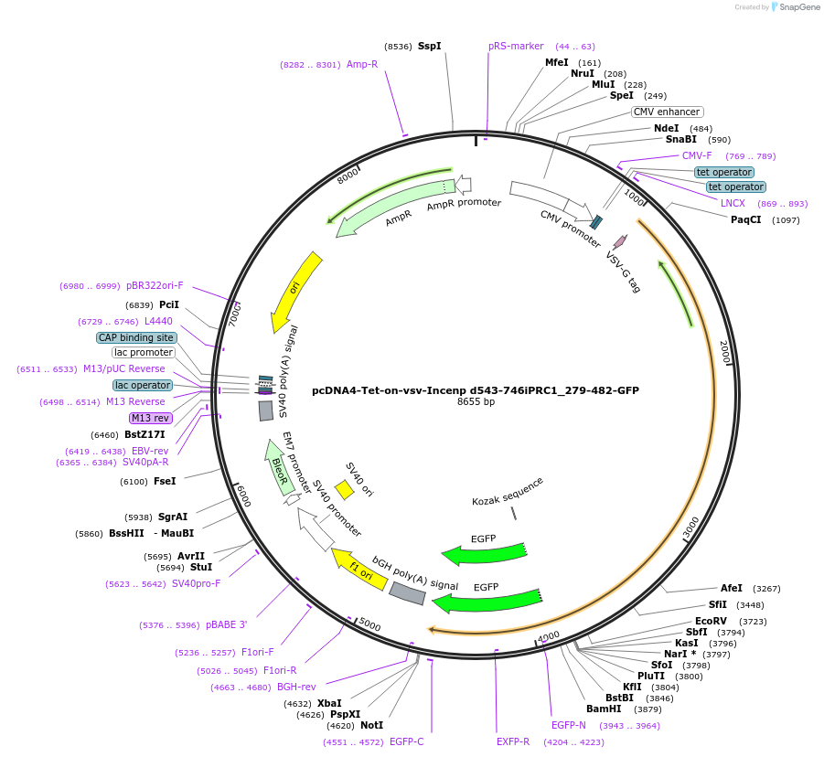108500-plasmid-map-sequence-id-208774