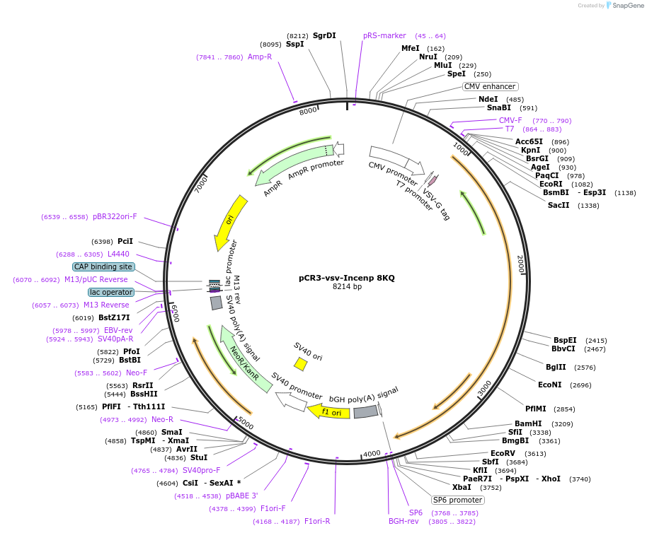 108501-plasmid-map-sequence-id-208776