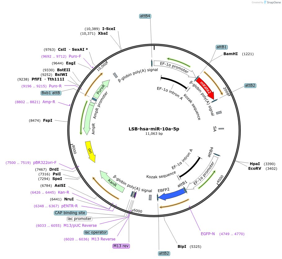 103177-plasmid-map-sequence-id-208784