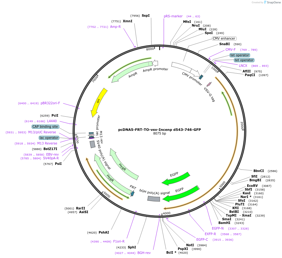 108503-plasmid-map-sequence-id-208789