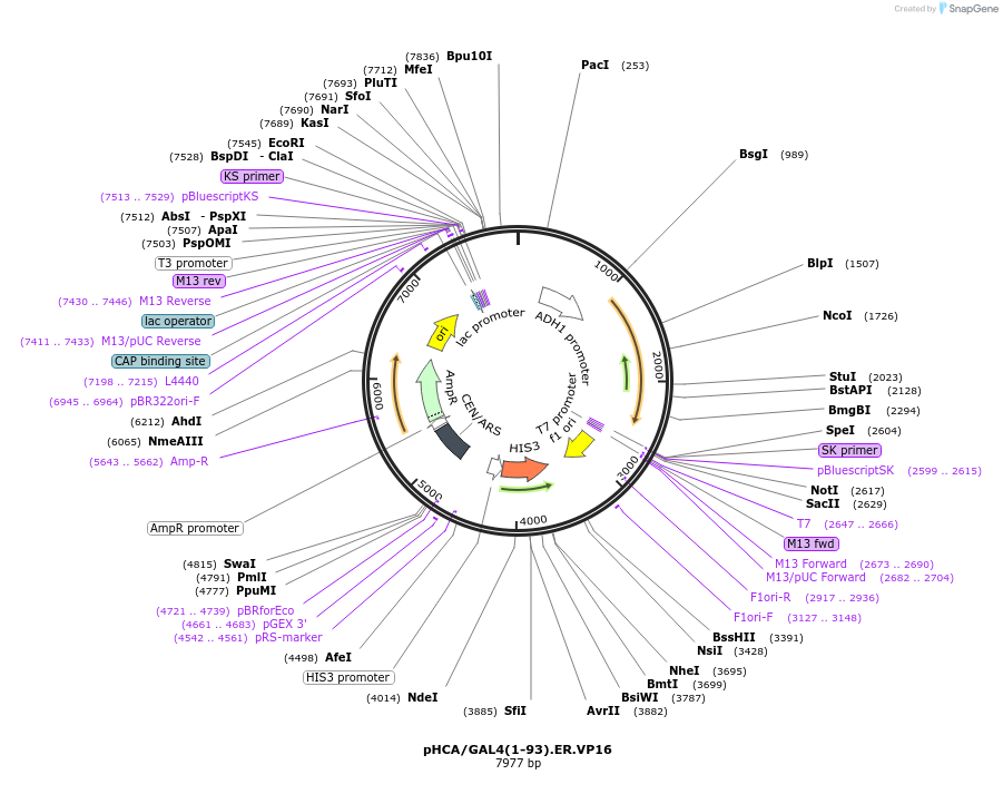 108216-plasmid-map-sequence-id-208792