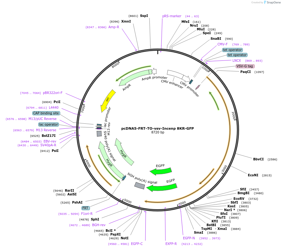 108505-plasmid-map-sequence-id-208793
