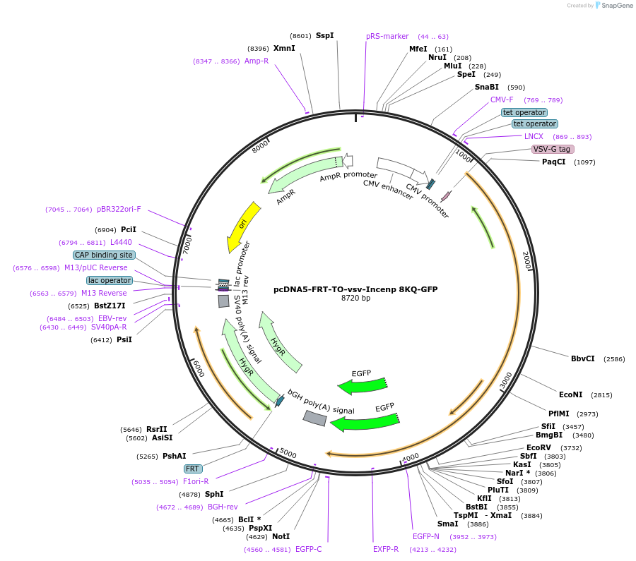 108506-plasmid-map-sequence-id-208799