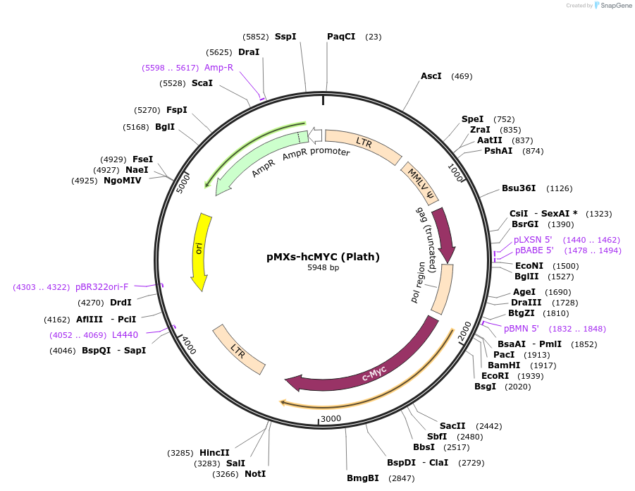 17966-plasmid-map-sequence-id-208841