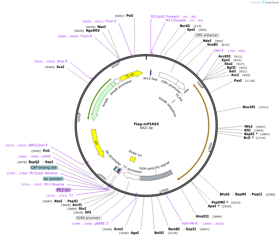 15207-plasmid-map-sequence-id-208844