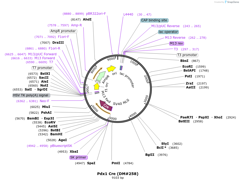15021-plasmid-map-sequence-id-208849
