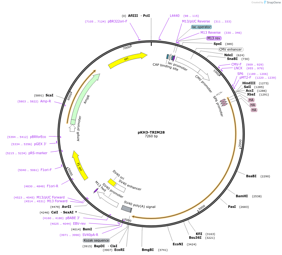 45569-plasmid-map-sequence-id-208941