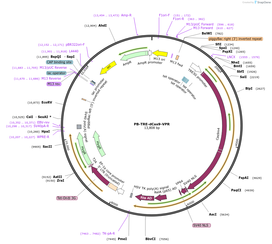 63800-plasmid-map-sequence-id-208945