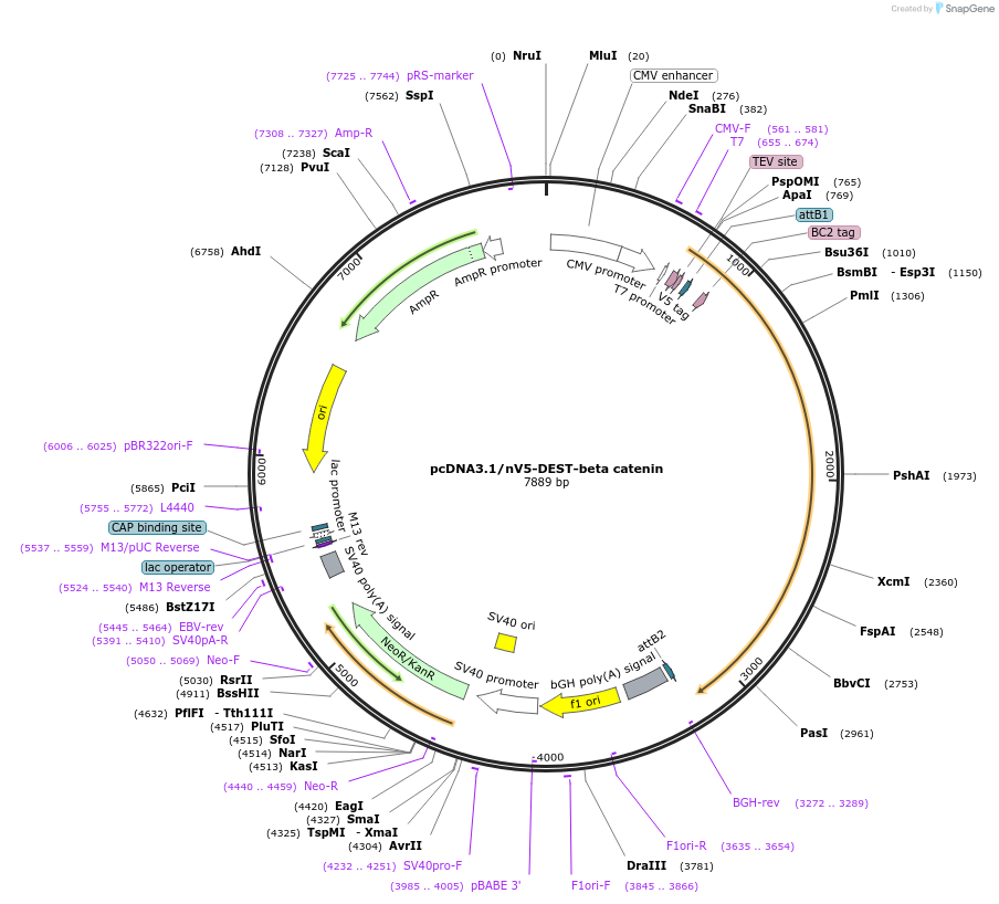 20140-plasmid-map-sequence-id-208947