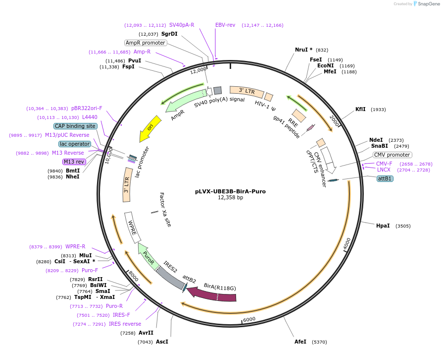 107352-plasmid-map-sequence-id-208951