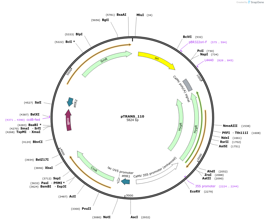 91202-plasmid-map-sequence-id-208969