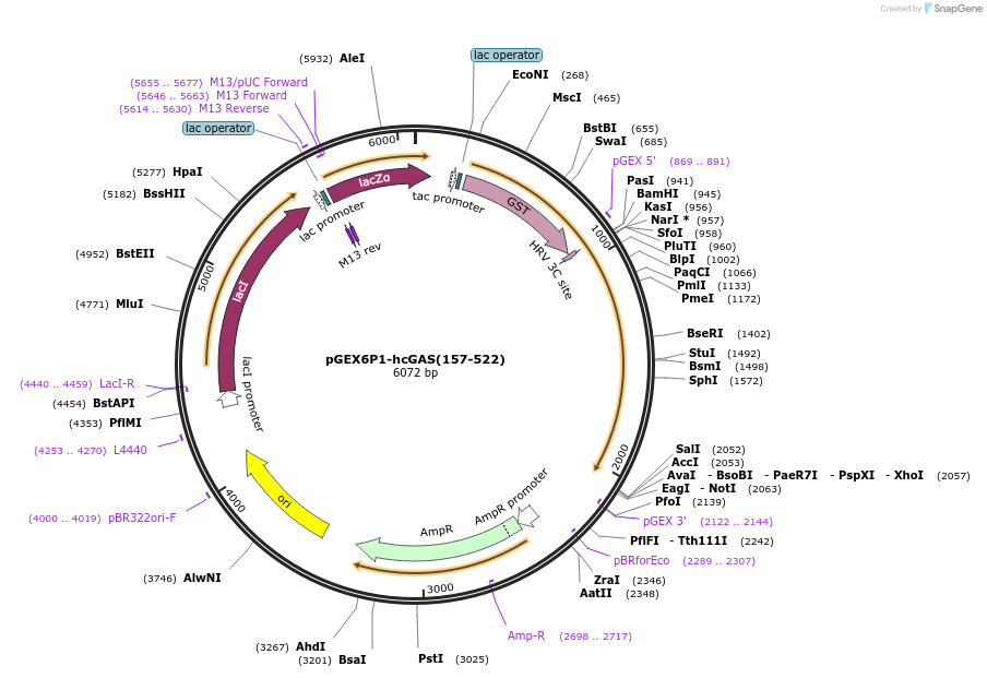 108676-plasmid-map-sequence-id-208971