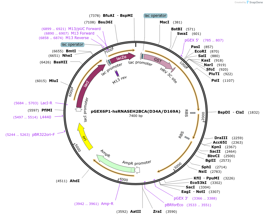 108693-plasmid-map-sequence-id-208987