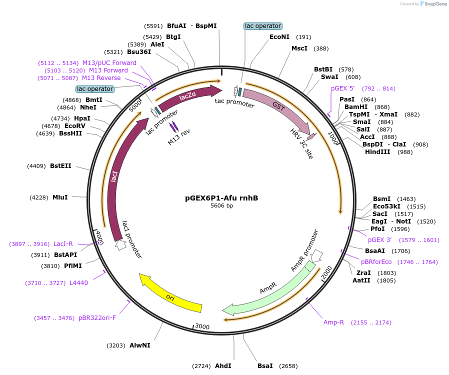 108694-plasmid-map-sequence-id-208996