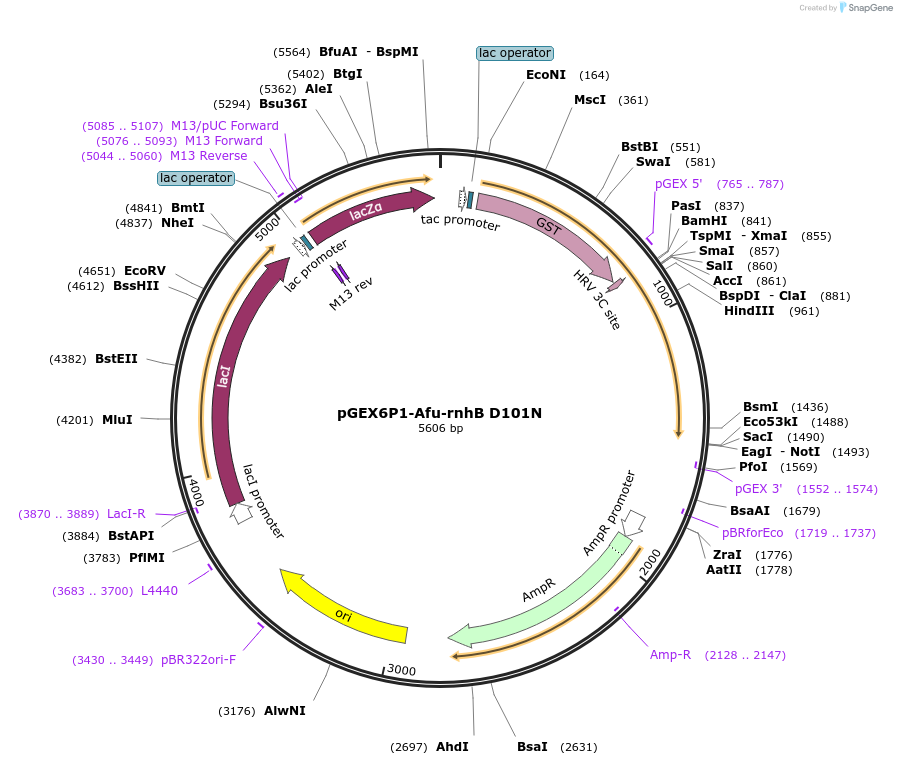 108695-plasmid-map-sequence-id-208997
