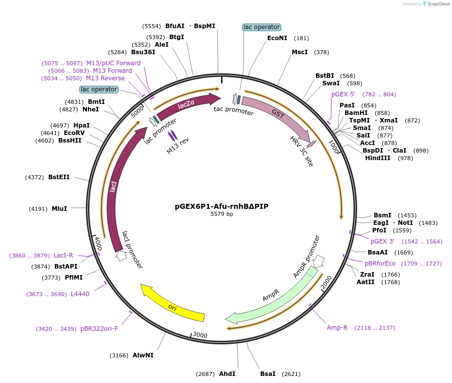 108696-plasmid-map-sequence-id-208999