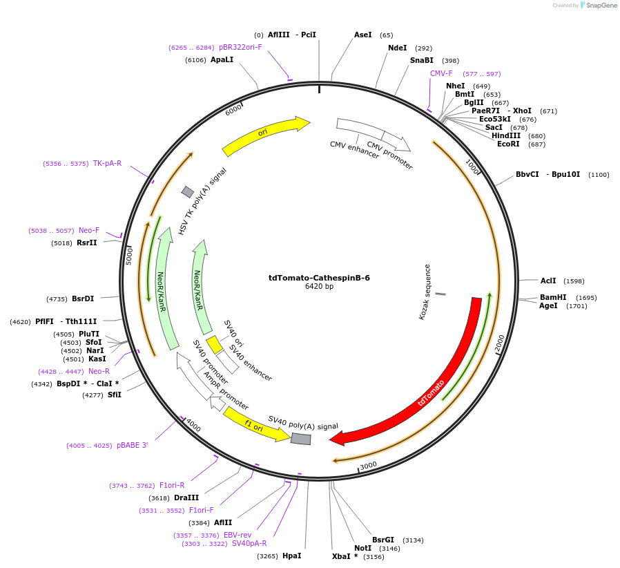 58075-plasmid-map-sequence-id-209007