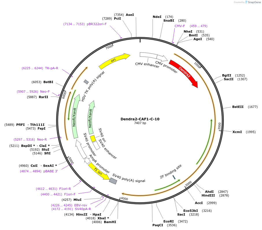 57702-plasmid-map-sequence-id-209013