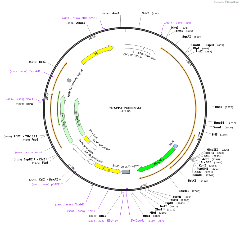 57244-plasmid-map-sequence-id-209014