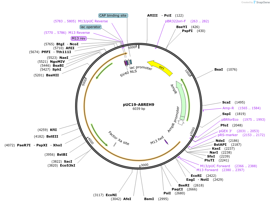 103084-plasmid-map-sequence-id-209043
