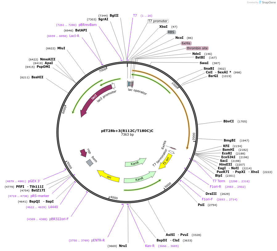 108193-plasmid-map-sequence-id-209046