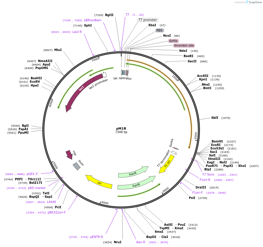 108208-plasmid-map-sequence-id-209048