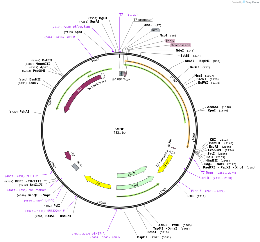 108212-plasmid-map-sequence-id-209049