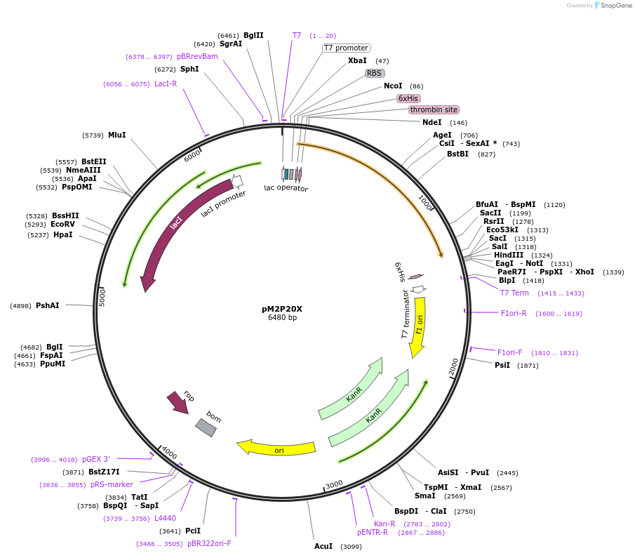 108210-plasmid-map-sequence-id-209051