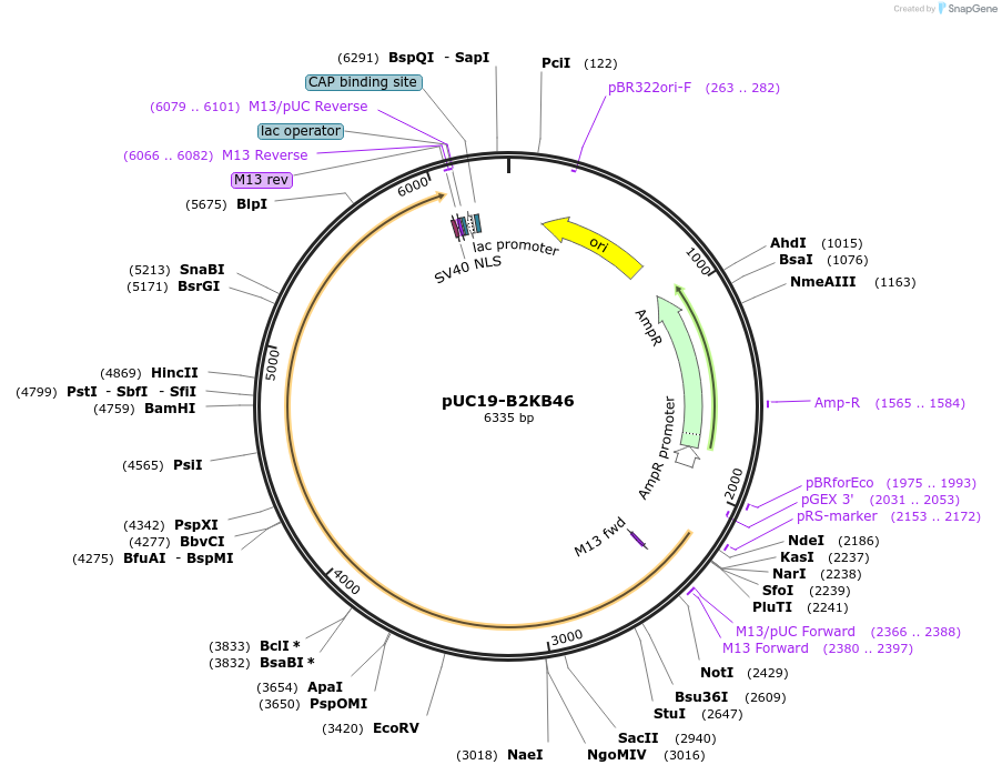 103086-plasmid-map-sequence-id-209052