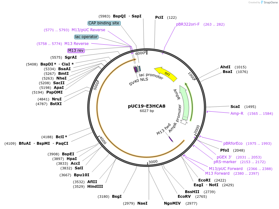 103100-plasmid-map-sequence-id-209053