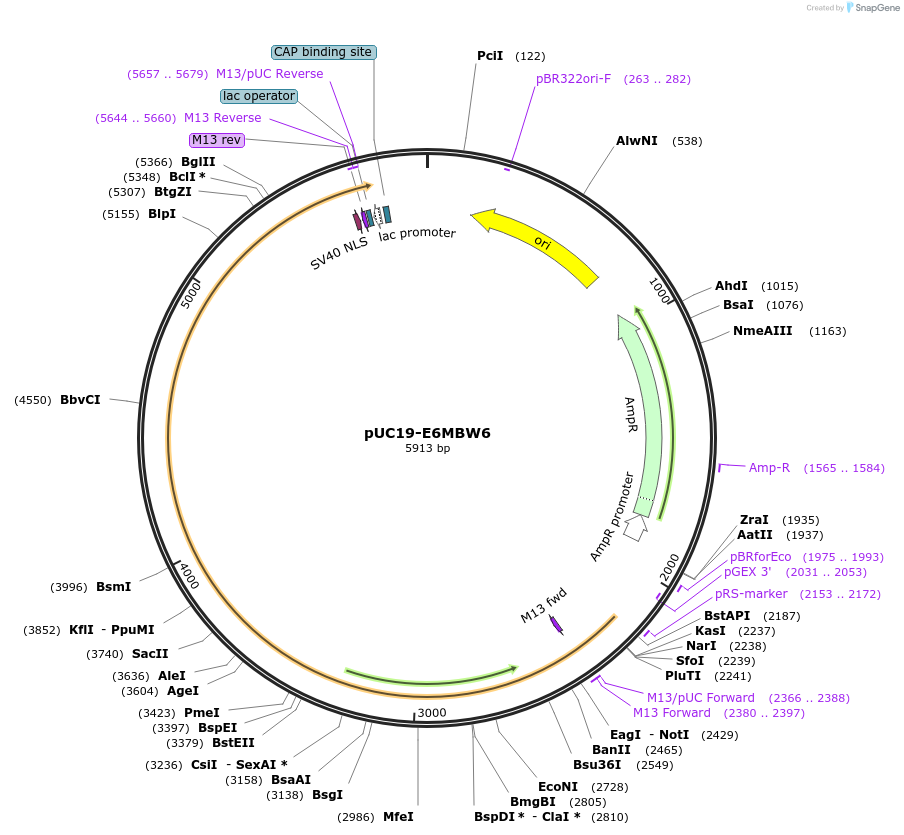 103102-plasmid-map-sequence-id-209054