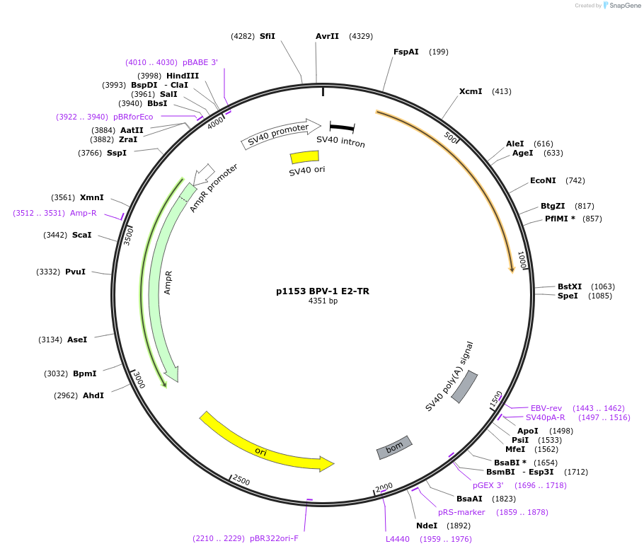 10847-plasmid-map-sequence-id-209082