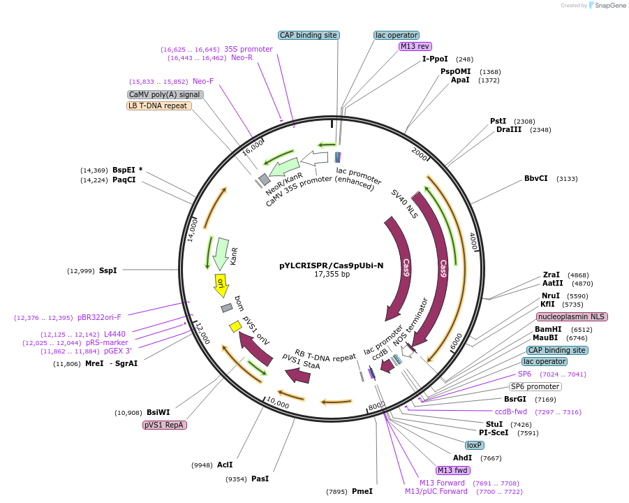 106331-plasmid-map-sequence-id-209083