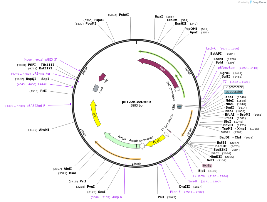 109055-plasmid-map-sequence-id-209085