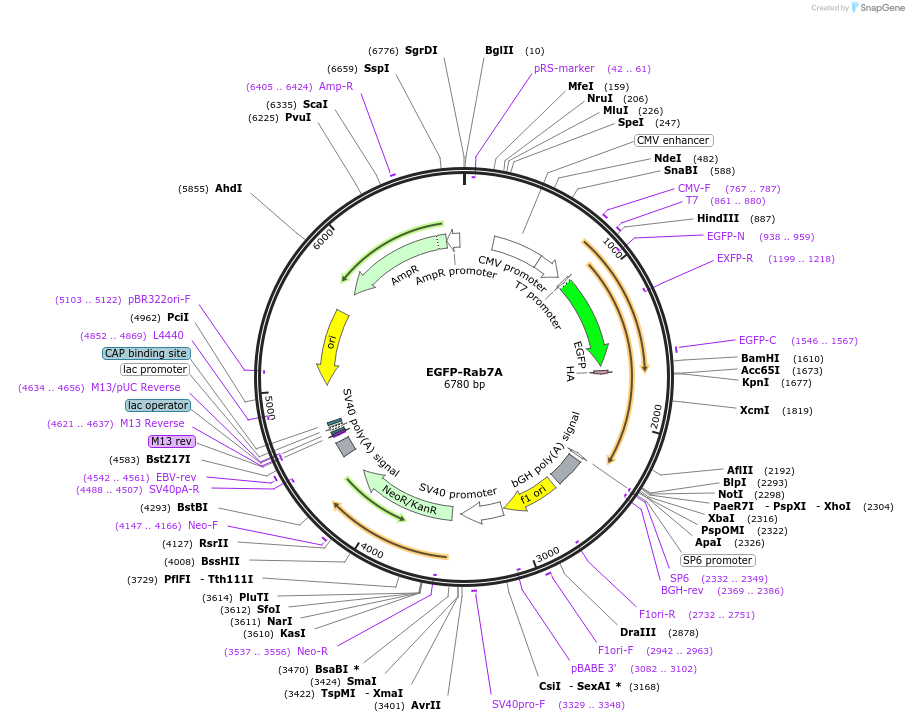 28047-plasmid-map-sequence-id-209124
