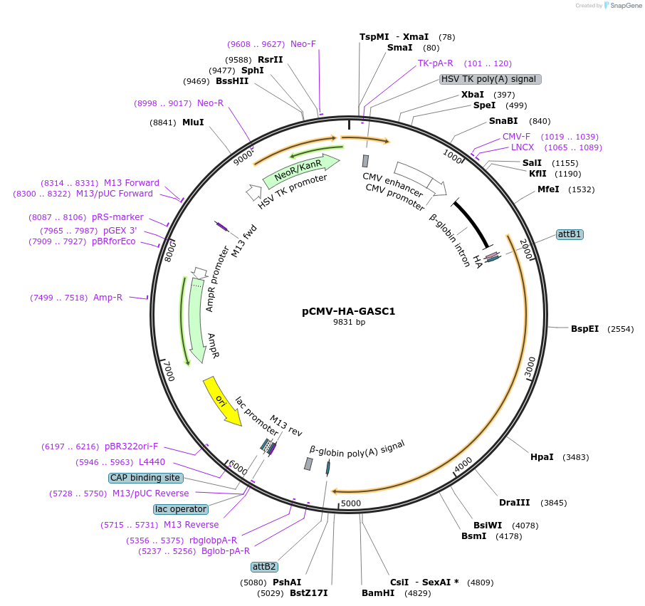 24214-plasmid-map-sequence-id-209127