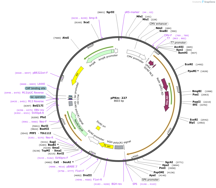 90498-plasmid-map-sequence-id-209179