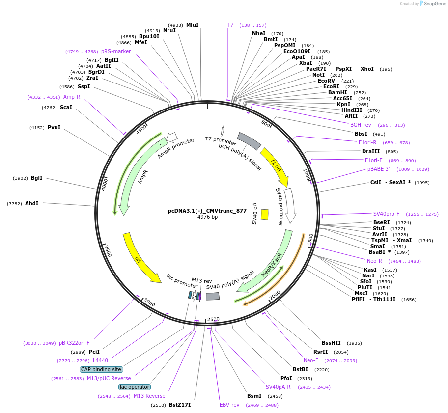 105828-plasmid-map-sequence-id-209189