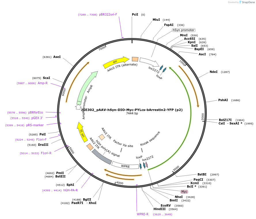 107247-plasmid-map-sequence-id-209198