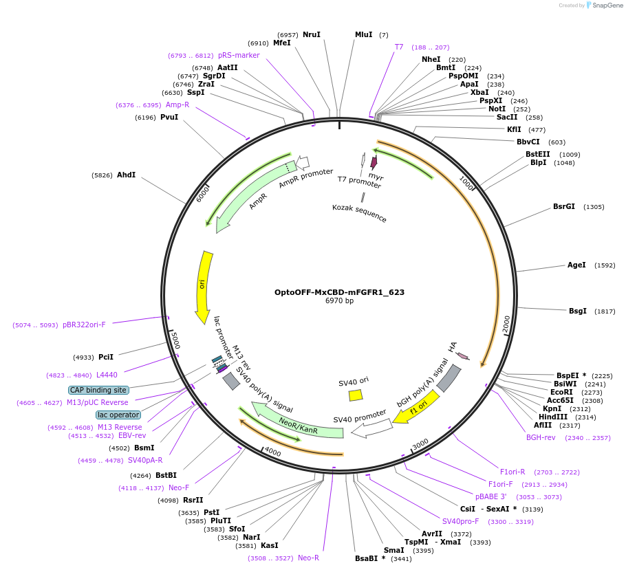 105825-plasmid-map-sequence-id-209199