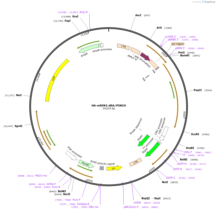 108938-plasmid-map-sequence-id-209207