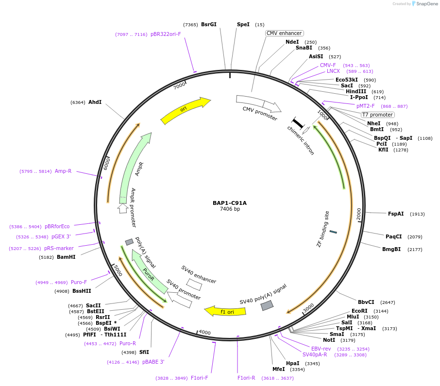 108440-plasmid-map-sequence-id-209209