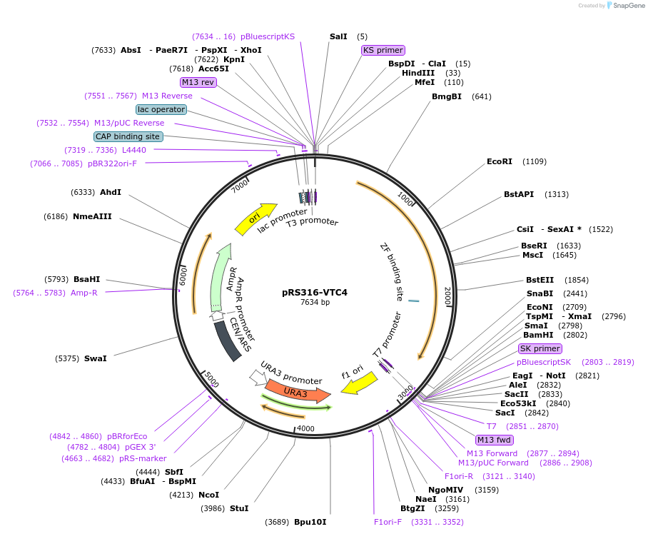 108691-plasmid-map-sequence-id-209214