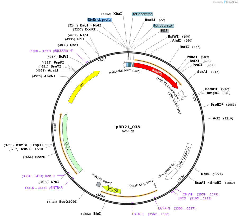 109150-plasmid-map-sequence-id-209216