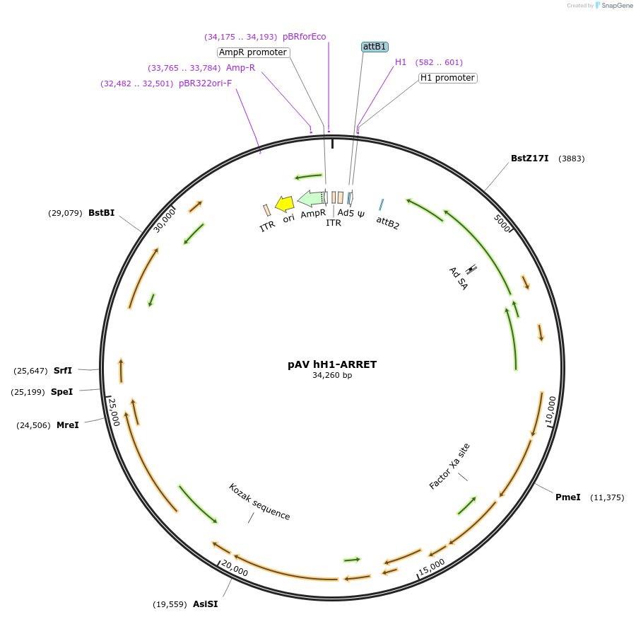 111374-plasmid-map-sequence-id-209217