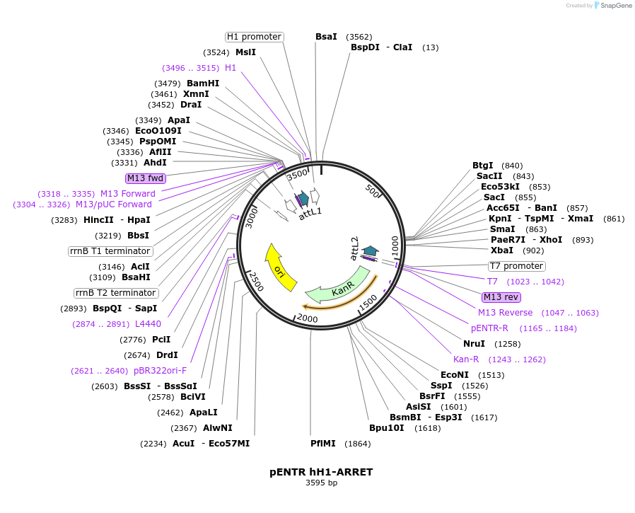 111382-plasmid-map-sequence-id-209222